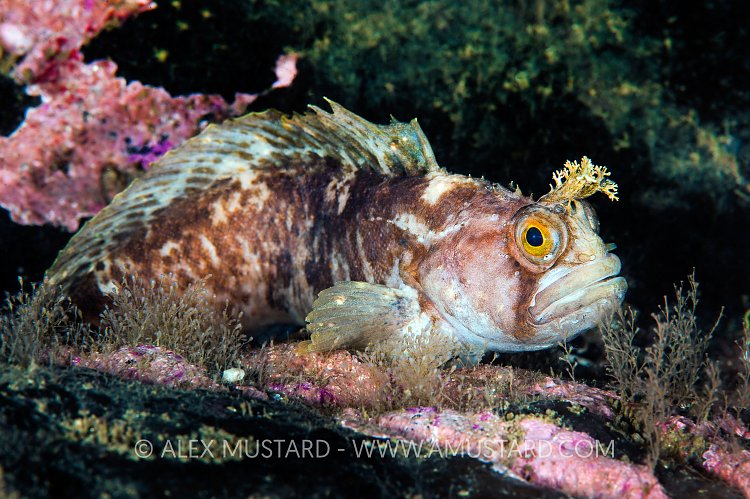 Yarrell's Blenny. Scotland