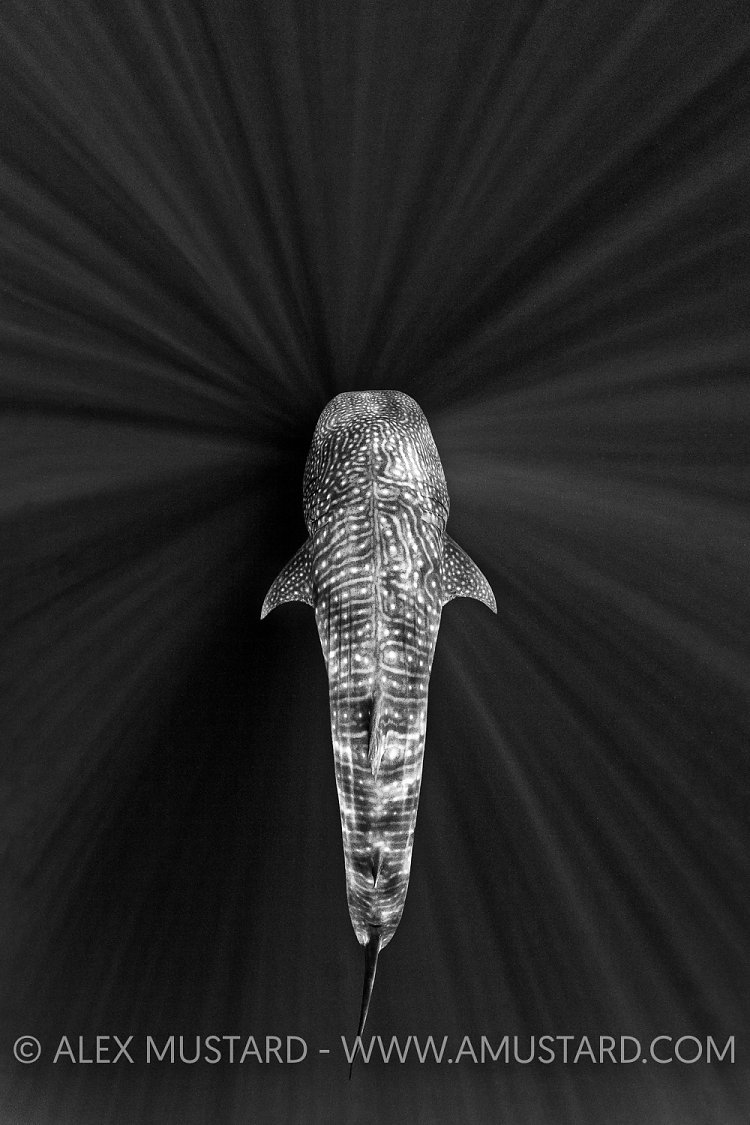 Whale Shark In Beams, Sri Lanka