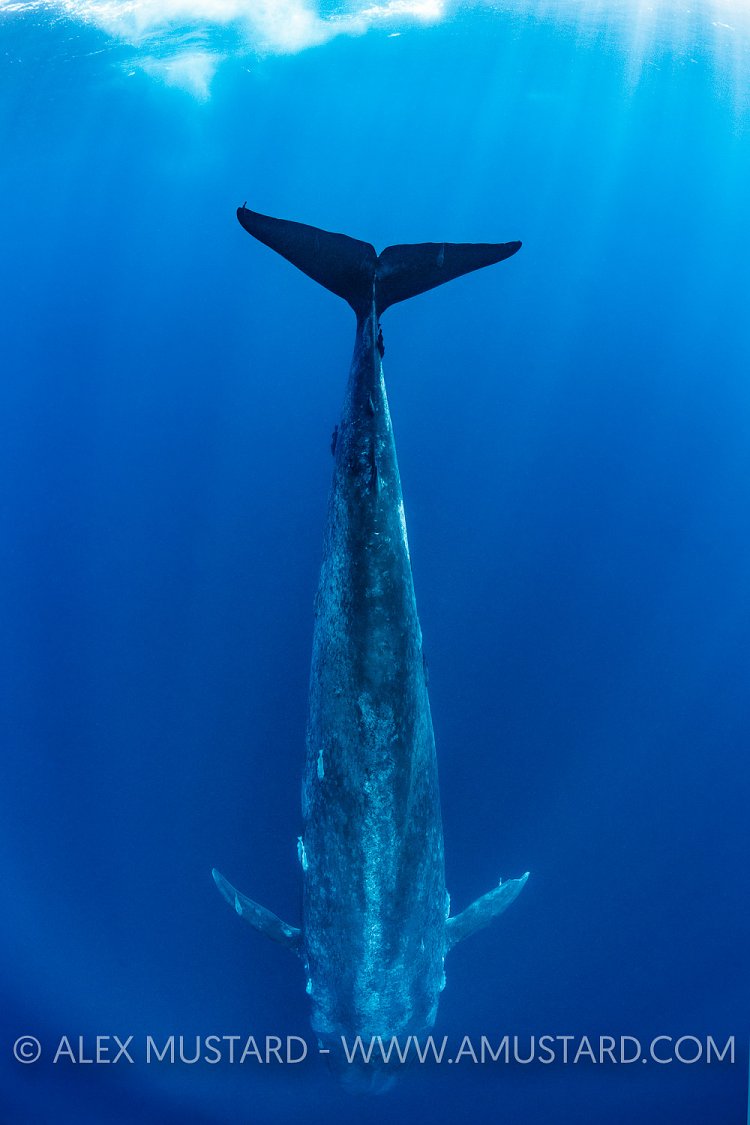 Blue Whale, Sri Lanka