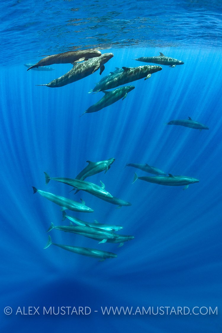 False Killer Whales, Sri Lanka