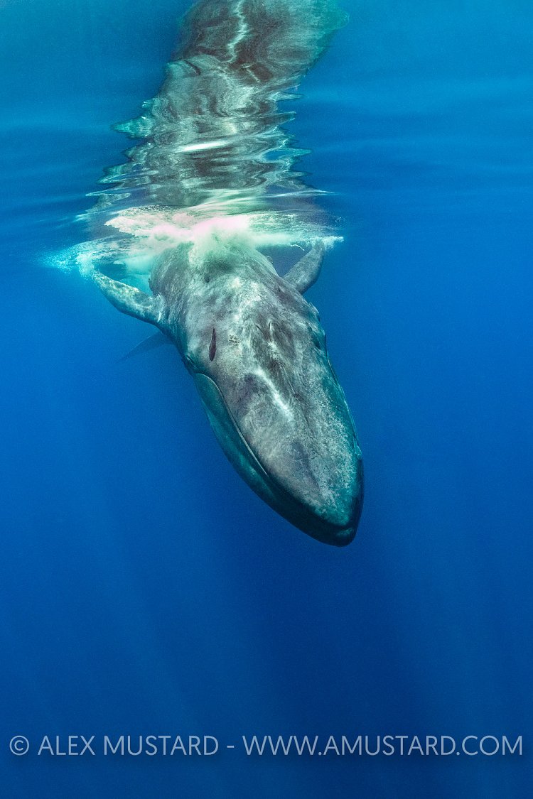 Blue Whale, Sri Lanka