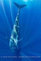 Blue Whale, Sri Lanka