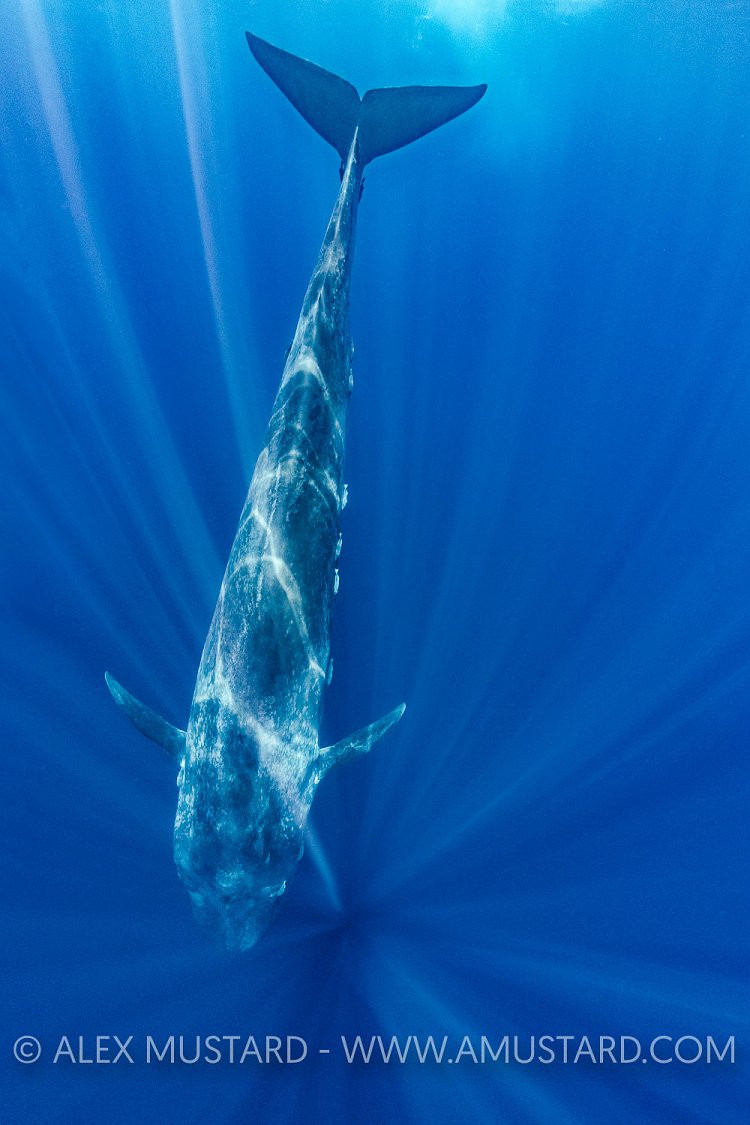 Blue Whale, Sri Lanka