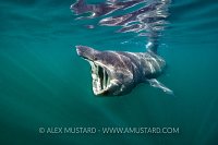 Basking Shark, UK