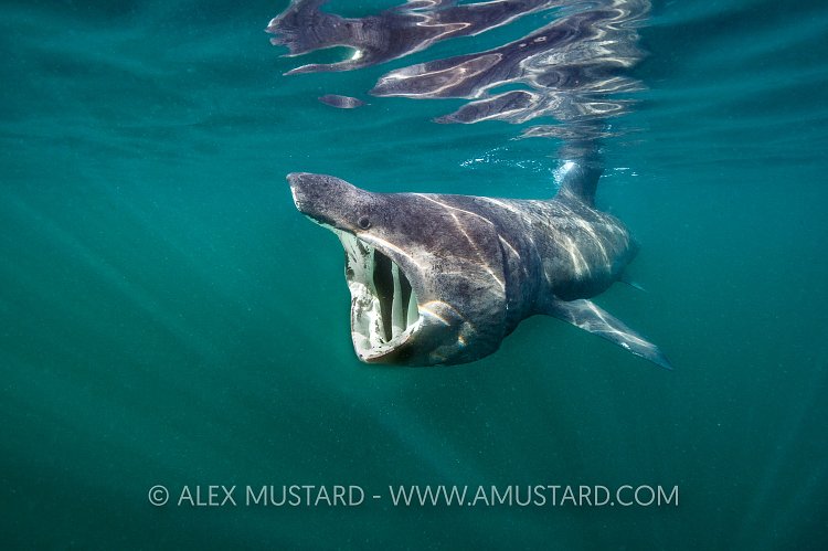 Basking Shark, UK
