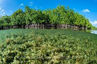 Mangroves. Cayman Islands