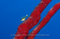 Slender Filefish. Cayman Islands