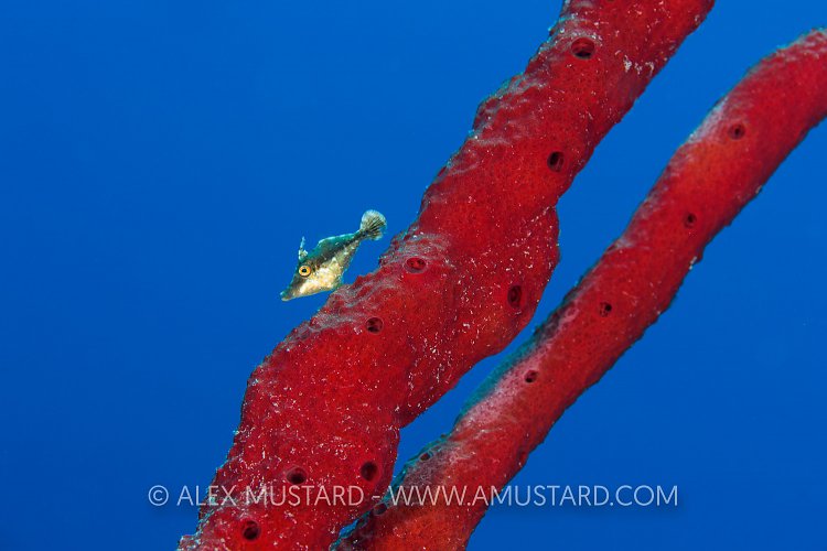 Slender Filefish. Cayman Islands