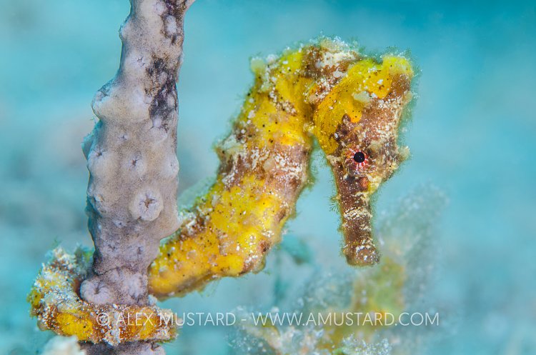 Yellow Seahorse. Cayman Islands