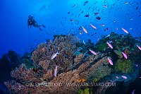 Diver Over Reef. Cayman Islands