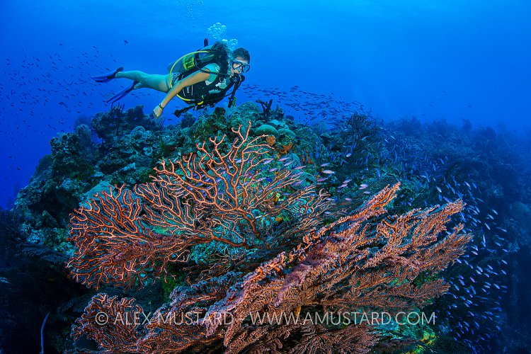 Diver Over Reef. Cayman Islands