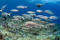 Tarpon School. Cayman Islands