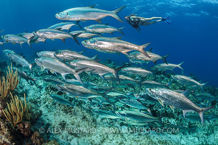 Tarpon School. Cayman Islands