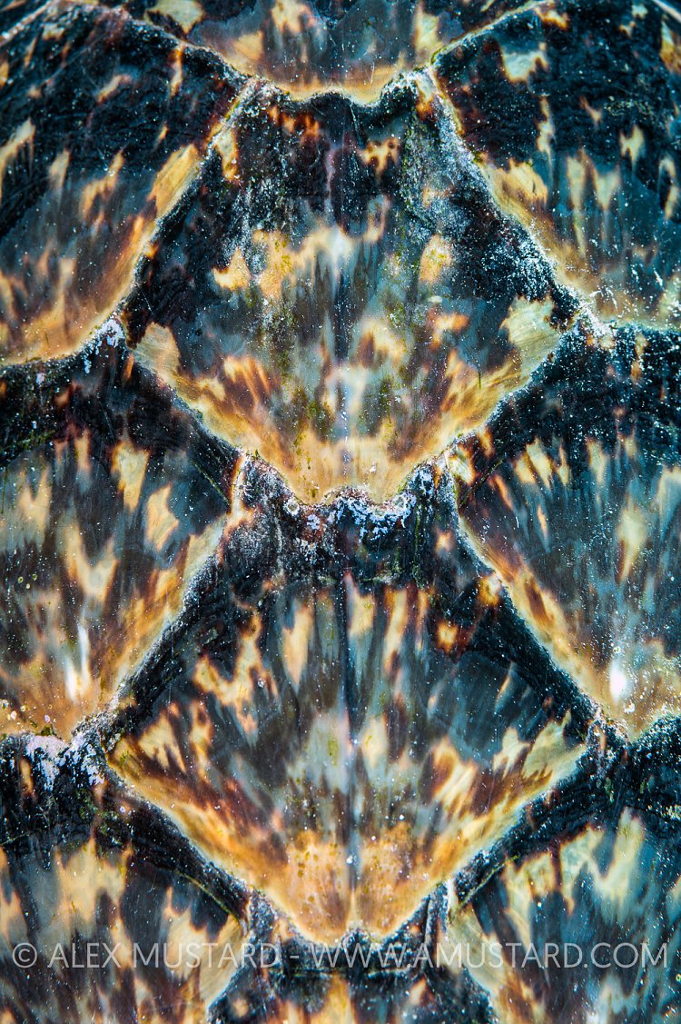 Turtle Shell Detail. Cayman Islands