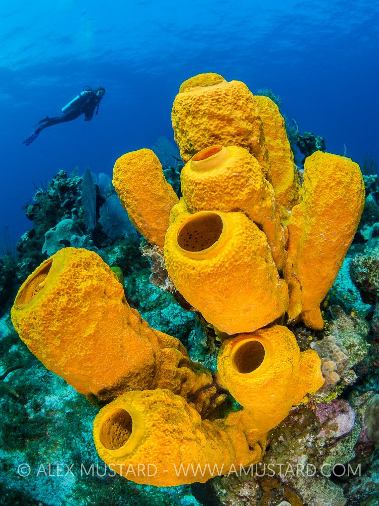 Sponges On Reef. Cayman Islands
