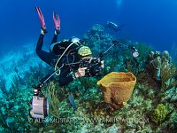 Snapper At Work. Cayman Islands