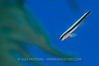 Cleaning Goby. Cayman Islands