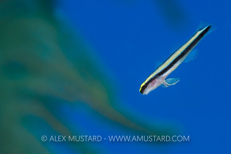 Cleaning Goby. Cayman Islands