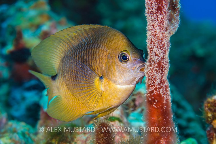 Damselfish With Eggs. Cayman Islands