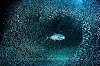 Bar Jack With Silversides. Cayman Islands