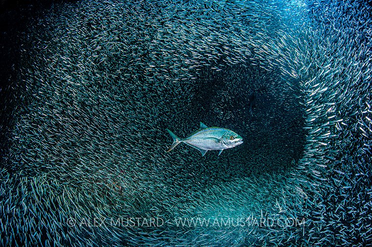 Bar Jack With Silversides. Cayman Islands