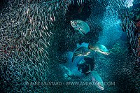 Silverside Hunt. Cayman Islands