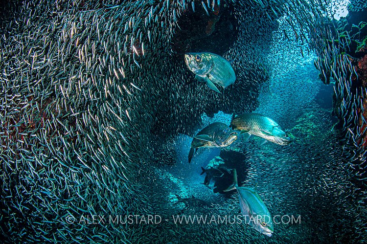 Silverside Hunt. Cayman Islands