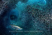 Silverside Hunt. Cayman Islands