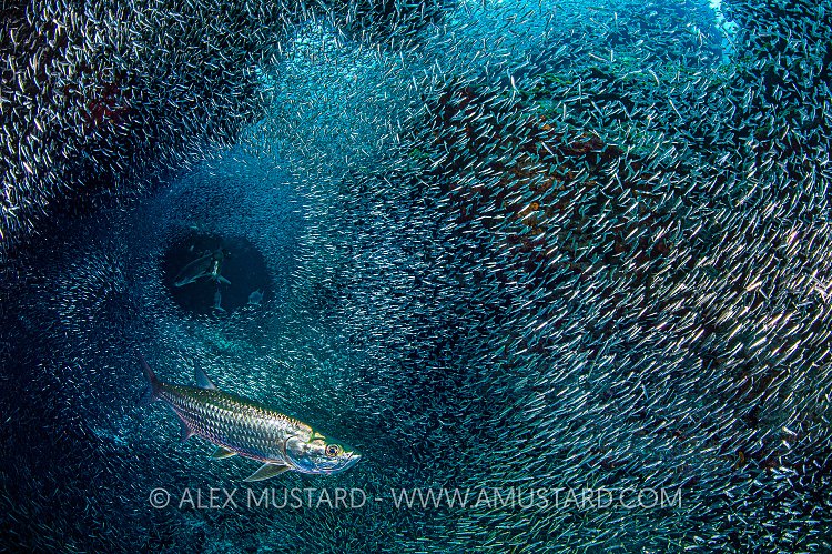 Silverside Hunt. Cayman Islands