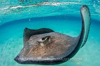 Stingray Portrait. Cayman Islands
