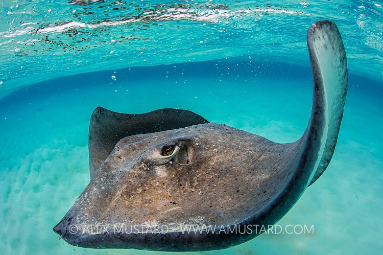 Stingray Portrait. Cayman Islands