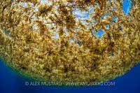Sargasso Weed. Cayman Islands