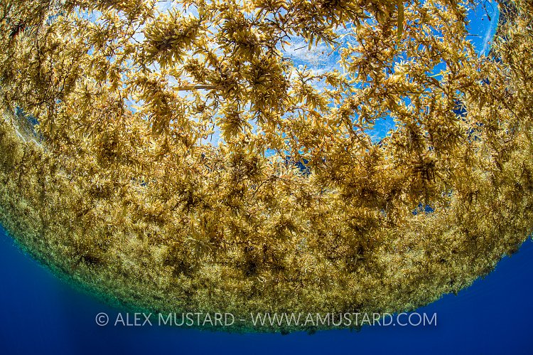 Sargasso Weed. Cayman Islands