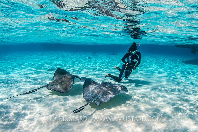 Stingray Encounters. Cayman Islands