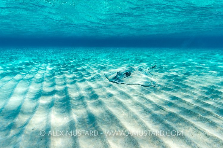 Stingray Burried. Cayman Islands