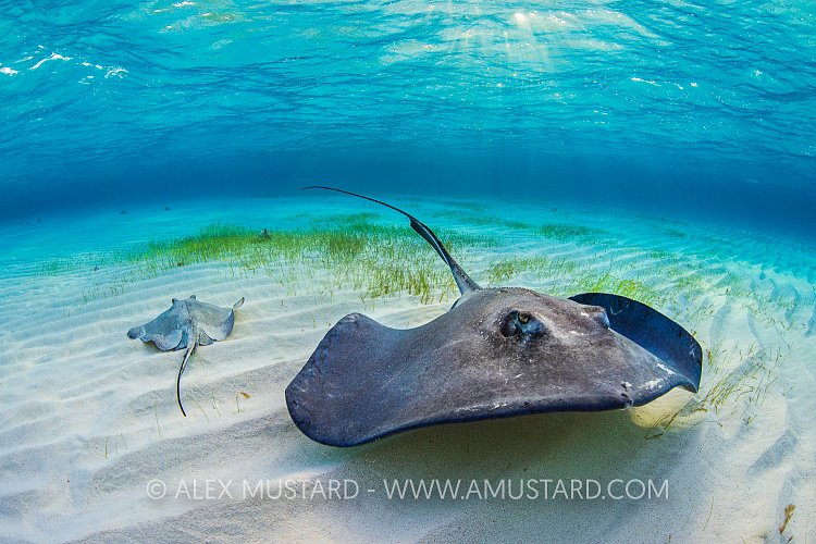 Stingrays and Sunrays. Cayman Islands