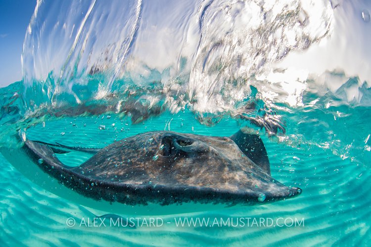 Stingray Portrait. Cayman Islands