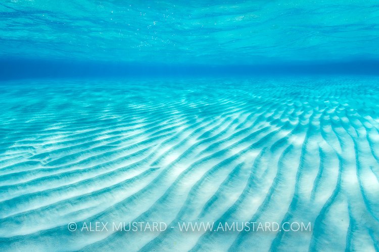 Shallow Seabed. Cayman Islands