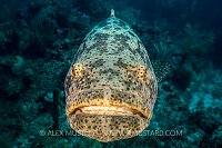 Goliath Grouper. Cuba