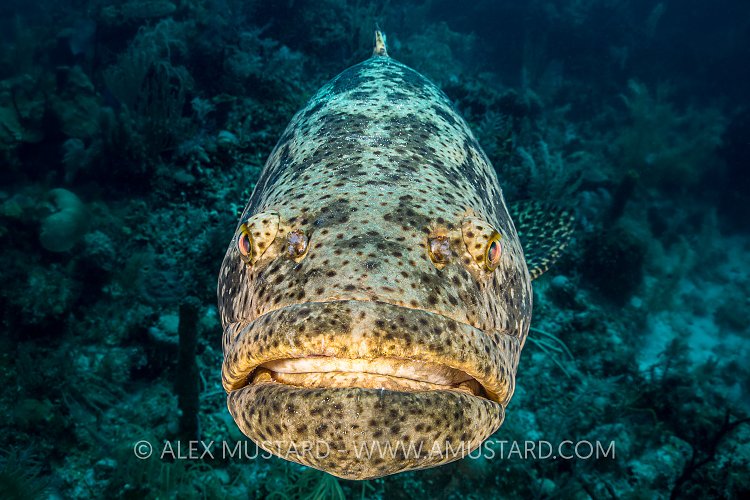 Goliath Grouper. Cuba