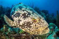 Goliath Grouper. Cuba