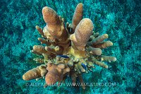 Pillar Coral. Cuba