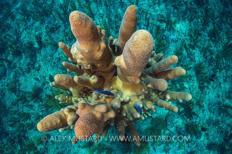 Pillar Coral. Cuba