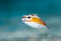 Tobaccofish Portrait. Cuba