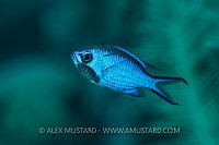 Cheek Parasite. Cuba