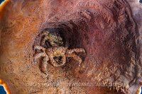 Crabs In Sponge. Cuba