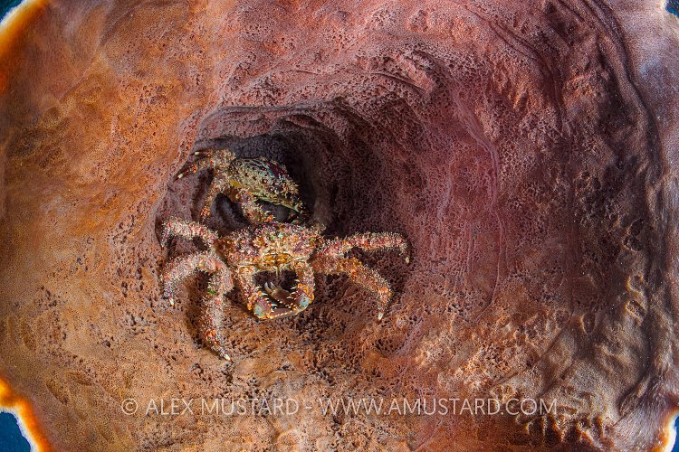 Crabs In Sponge. Cuba