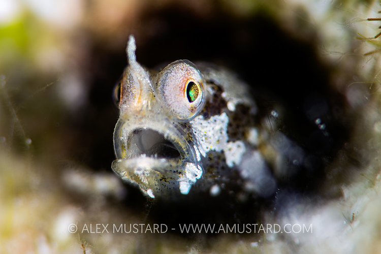 Unicorn Goby. Egypt