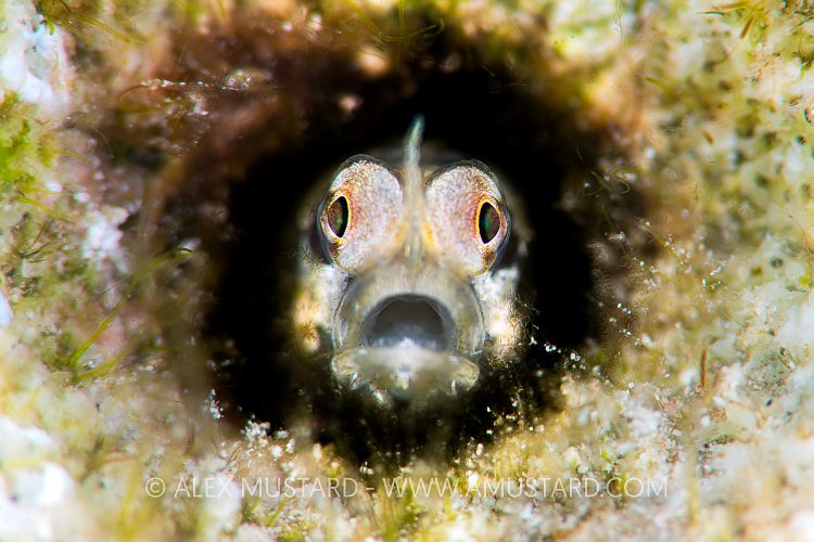 Unicorn Goby. Egypt