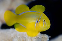 Lemon Coral Goby. Egypt